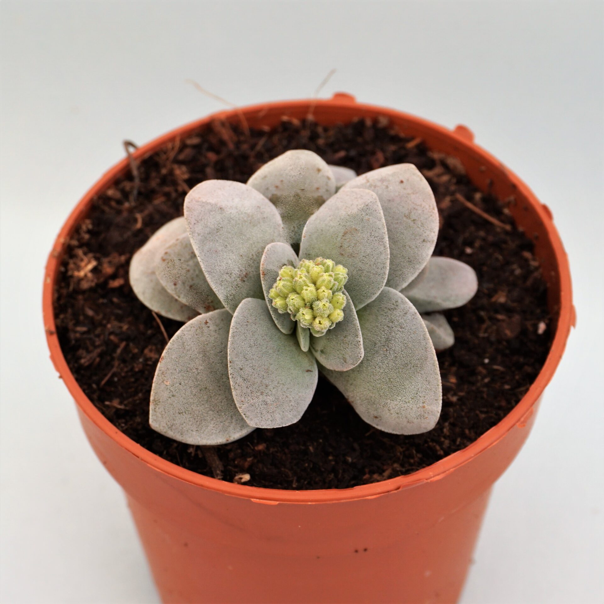 crassula morgan´s beauty