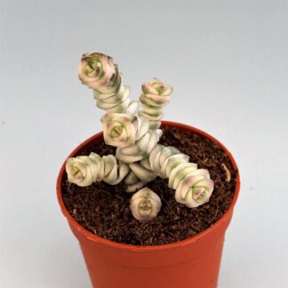 crassula rupestris ssp marnieriana variegata