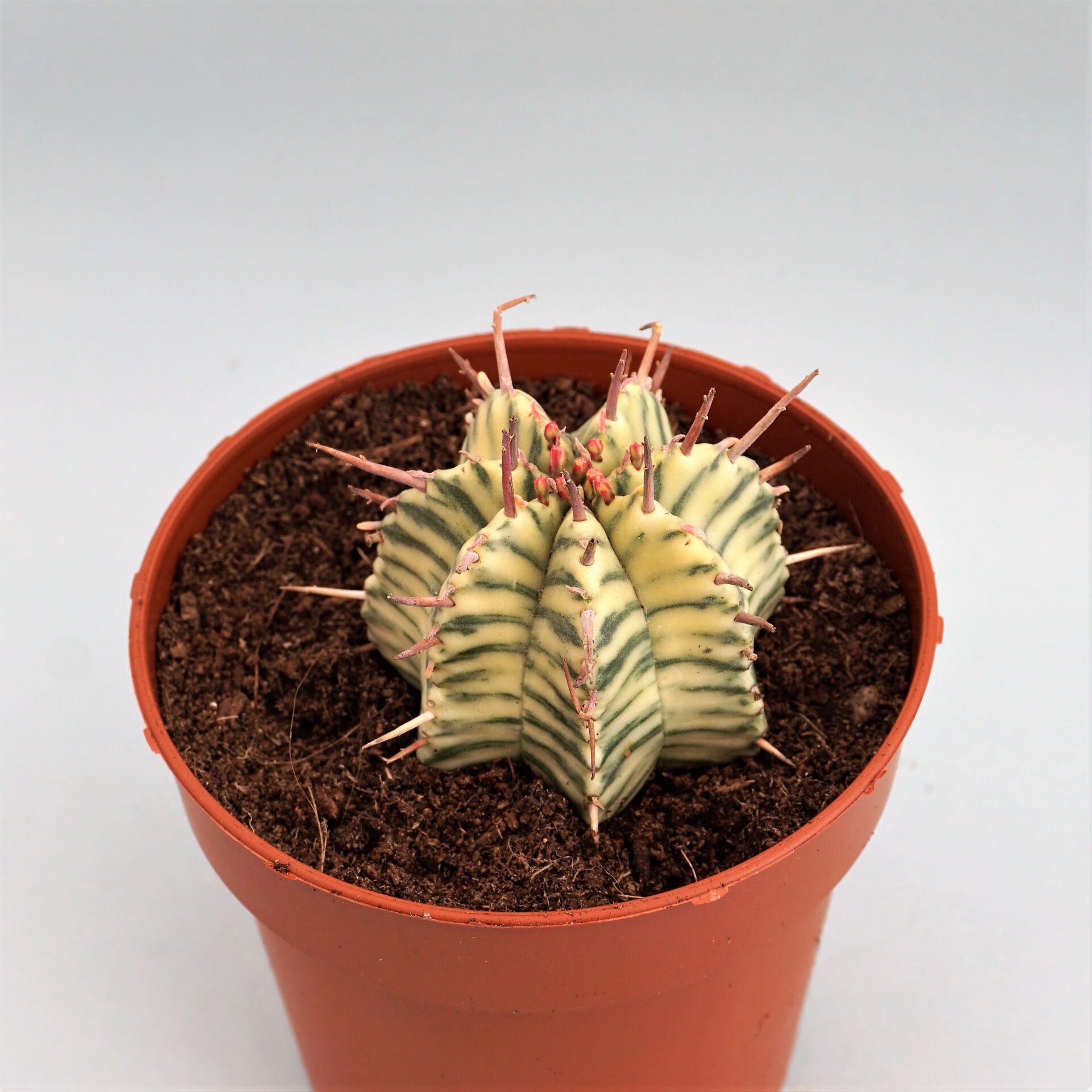 euphorbia meloformis variegata