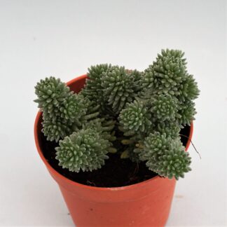 sedum multiceps