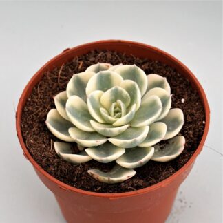 echeveria compton carousel