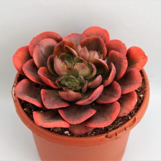 echeveria painted frills