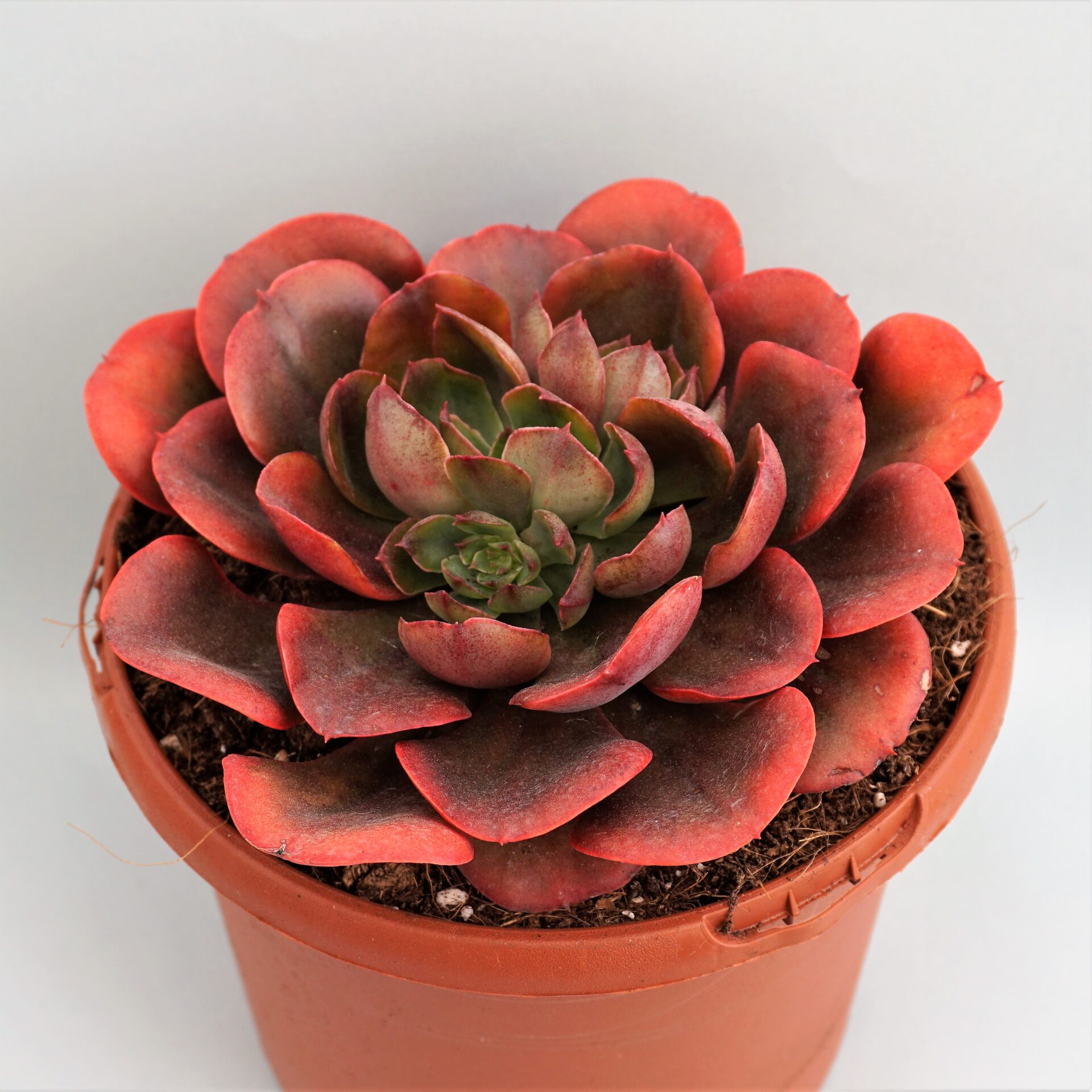 echeveria painted frills