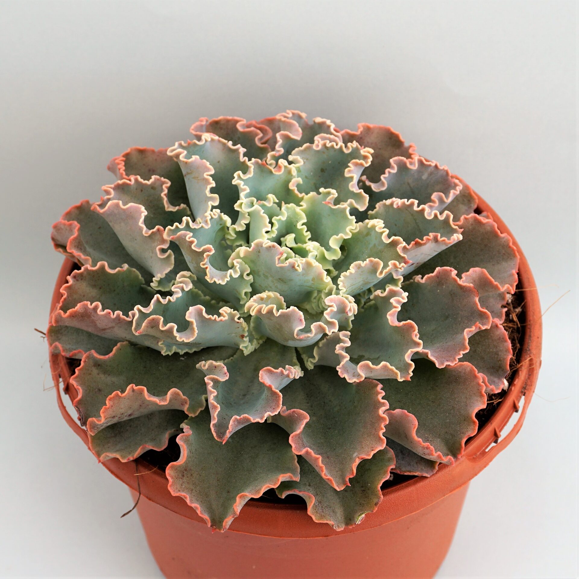 echeveria shaviana