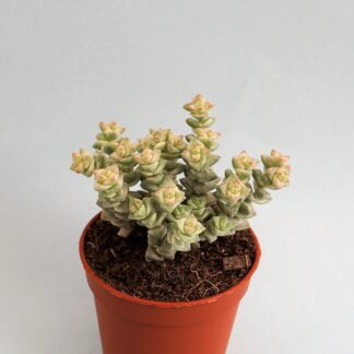 crassula tom thumb variegata