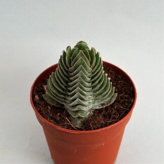 crassula buddha´s temple
