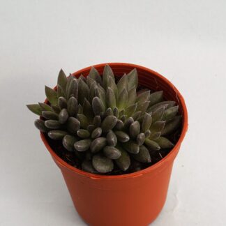sinocrassula yunnanensis