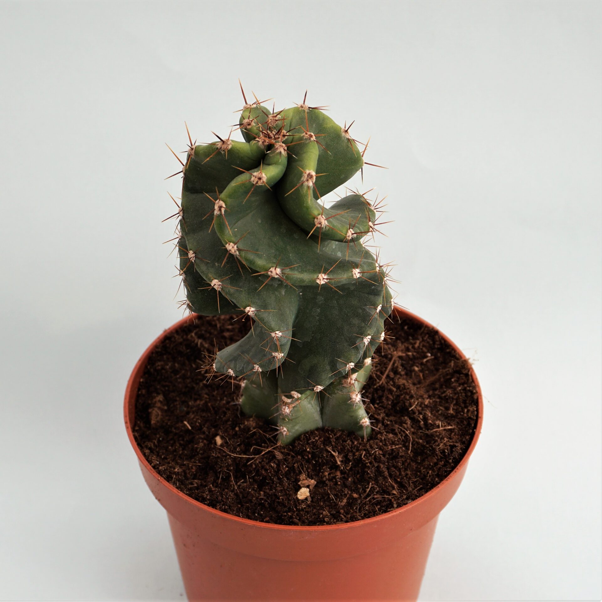 cereus spiralis