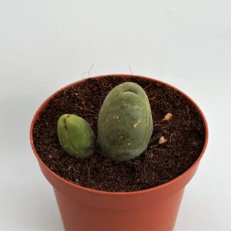 trichocereus bridgesii mostruoso