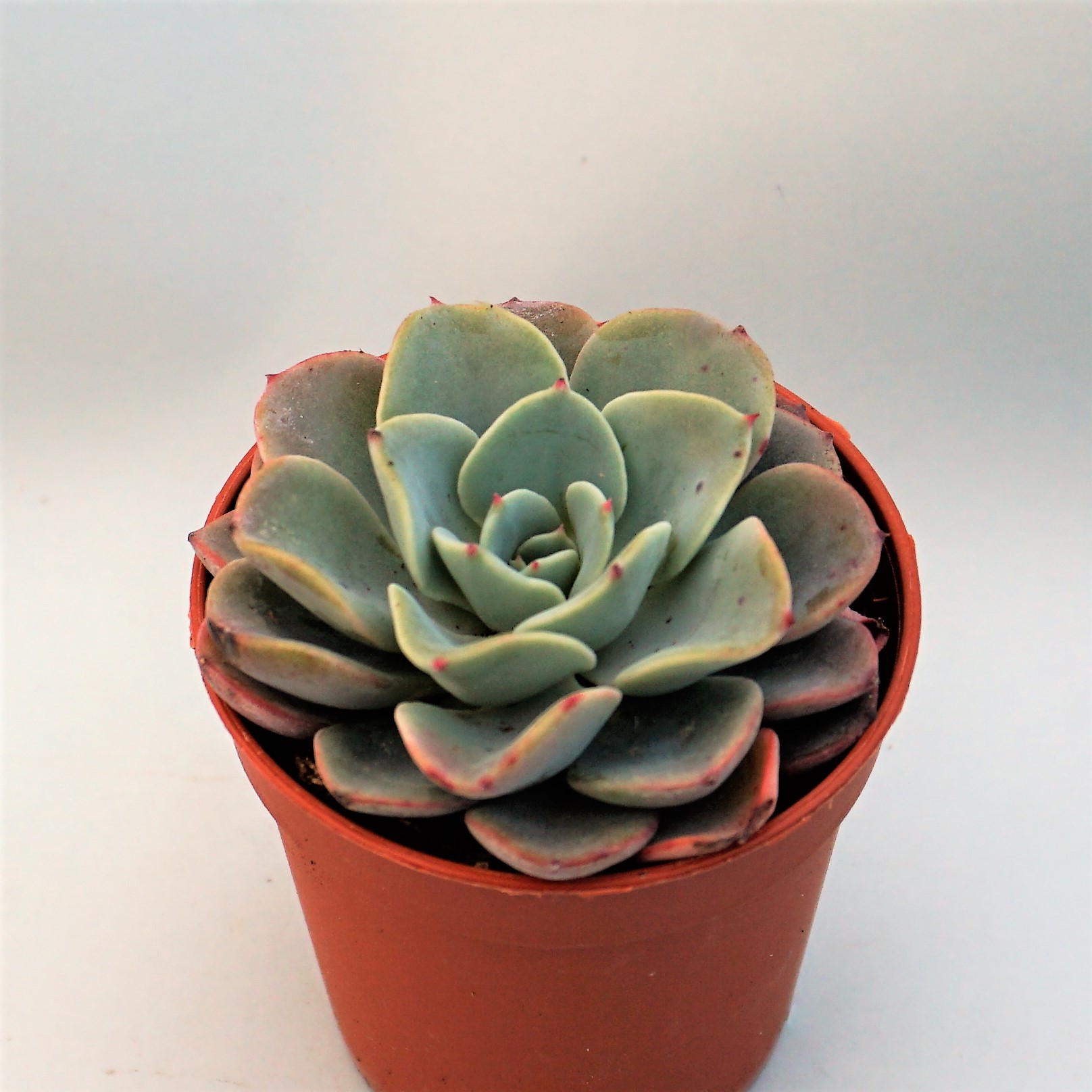 echeveria swirl