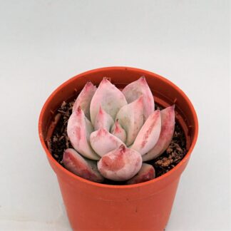 echeveria colorata var. brandtii