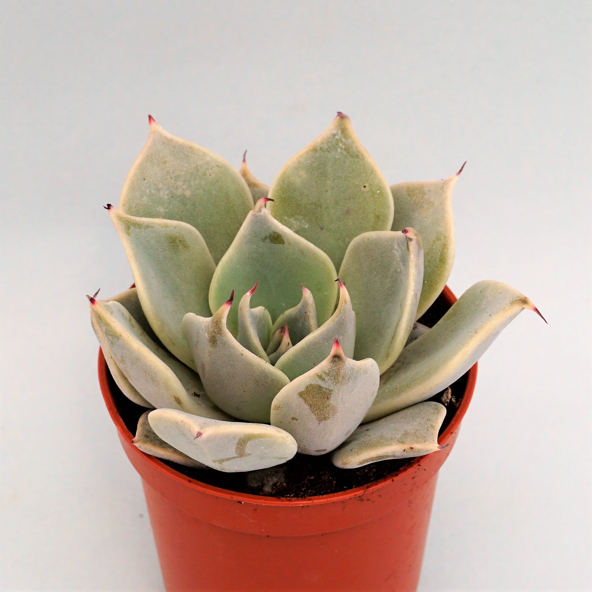 echeveria cuspidata var. menchaca
