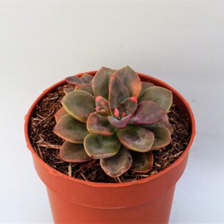 echeveria chroma
