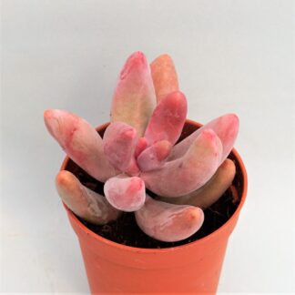 pachysedum ganzhou
