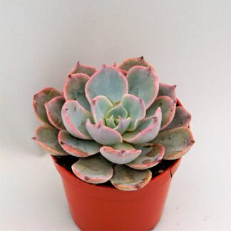 echeveria bruma