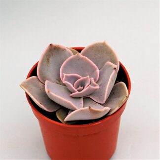 echeveria rodolfi