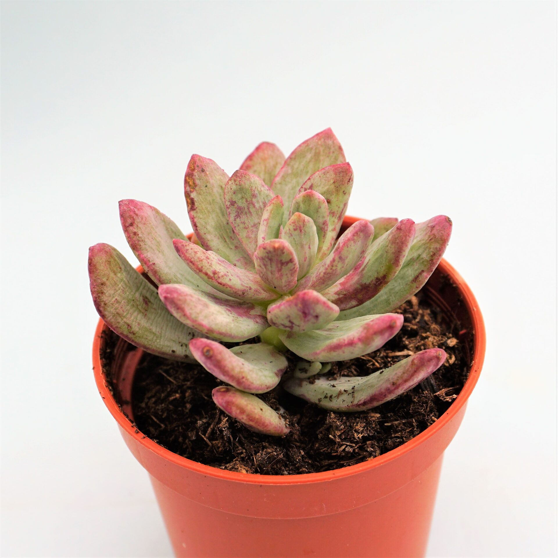 echeveria minibelle monstruosa