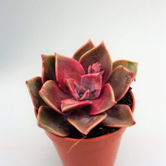 graptoveria douglas huth