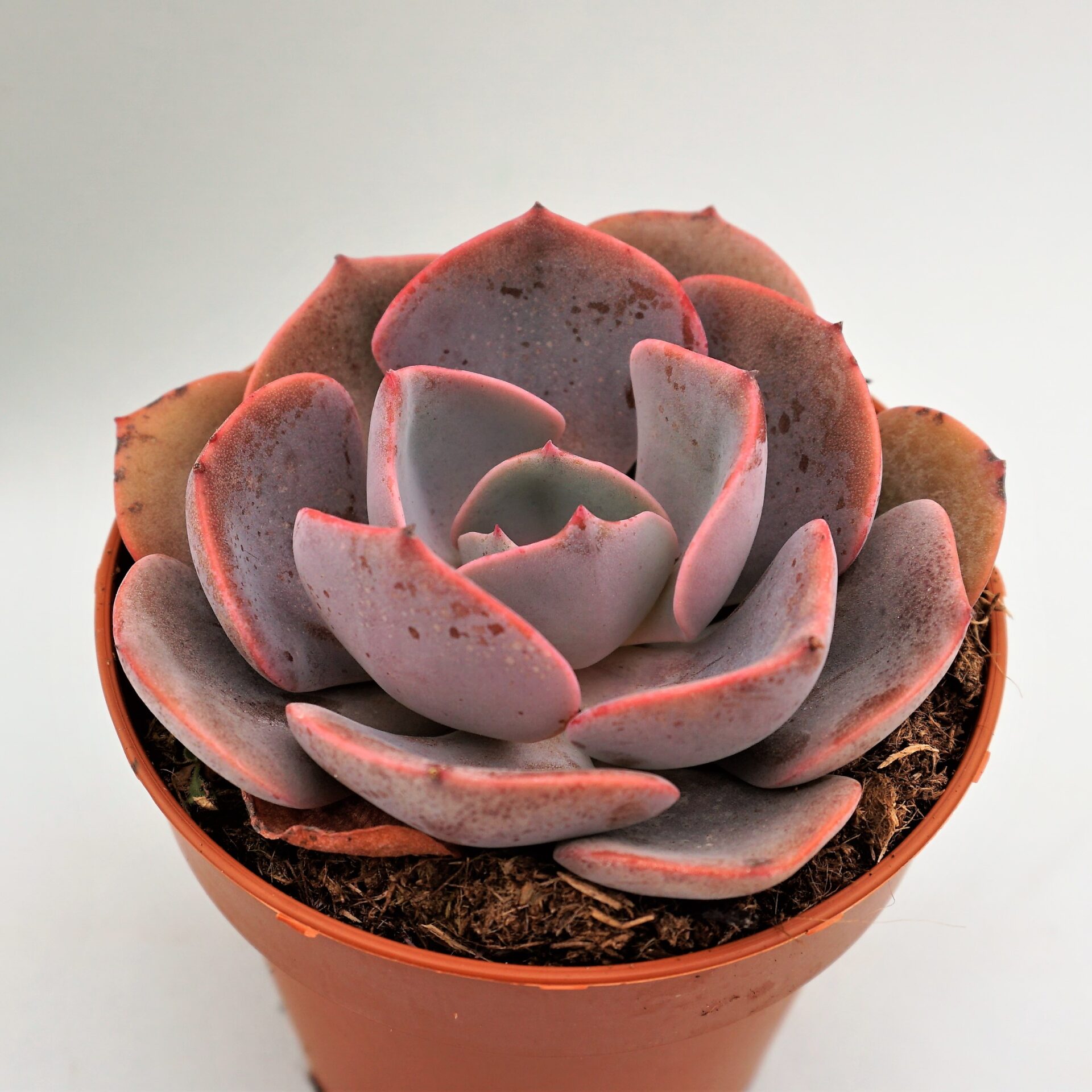 echeveria dusty rose
