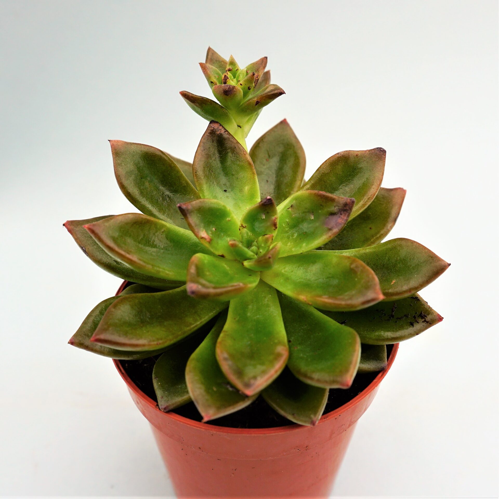 echeveria sorrento