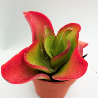 kalanchoe vivien