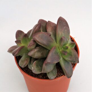 echeveria compressicaulis