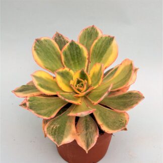aeonium sunburst