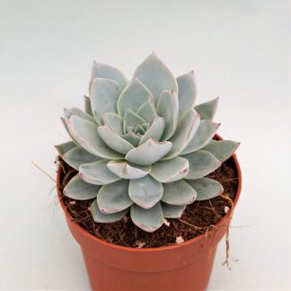 echeveria peacockii x cante