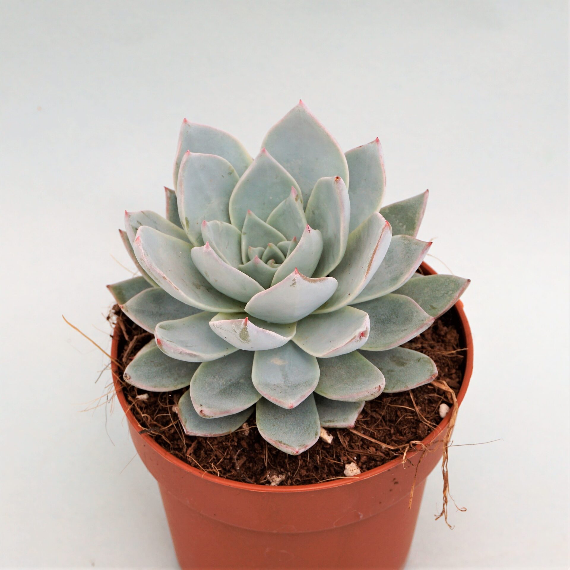 echeveria peacockii x cante