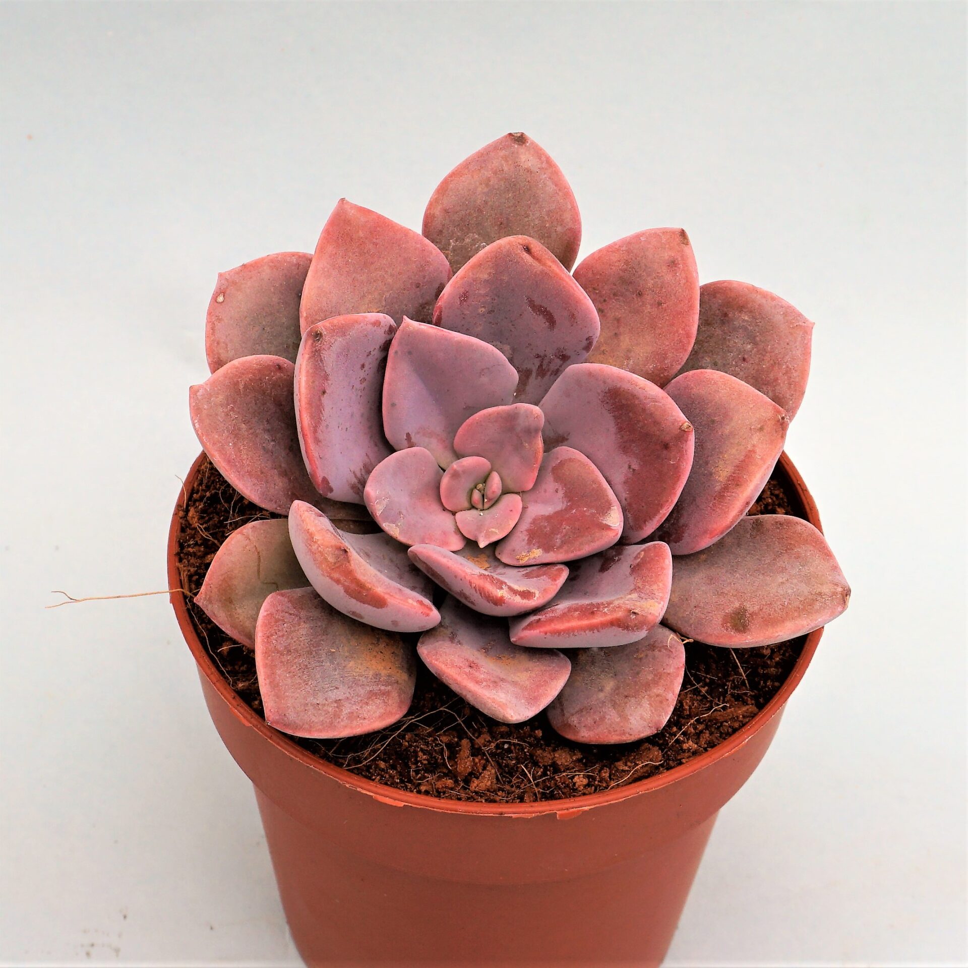 graptoveria debbie