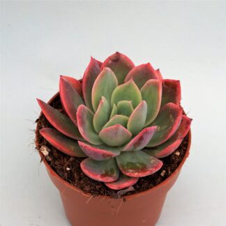 echeveria luella