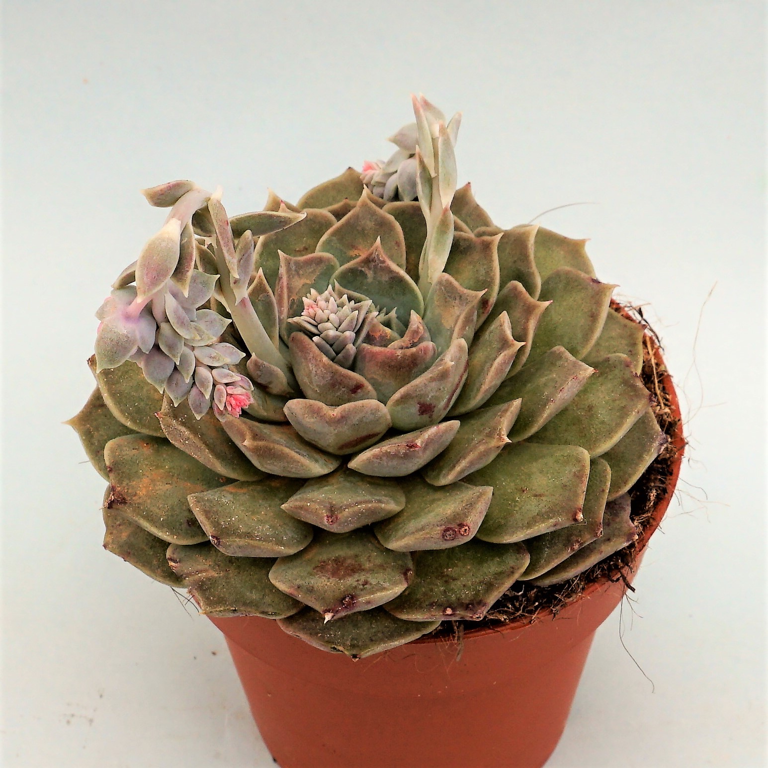 echeveria hyalina