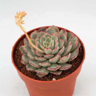 echeveria minima