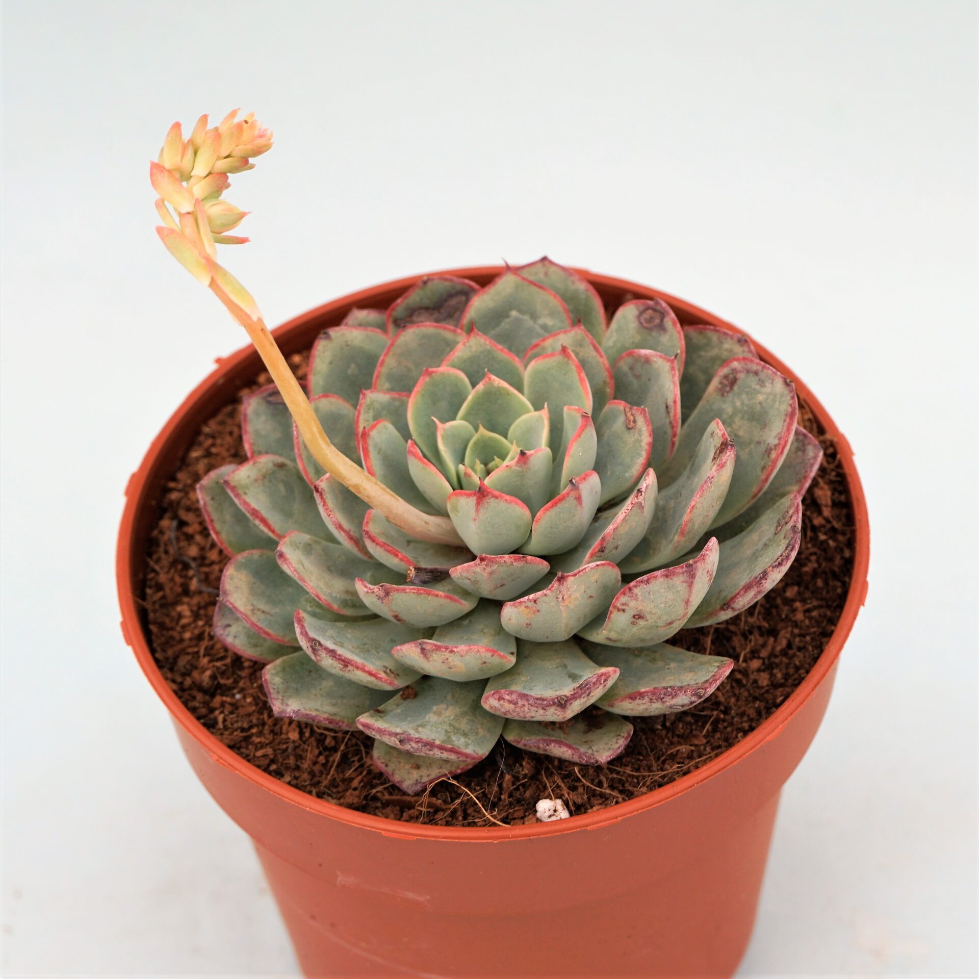 echeveria minima
