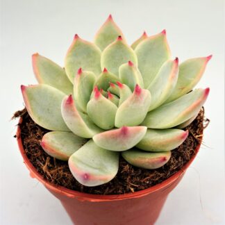echeveria chihuahuaensis ruby blush
