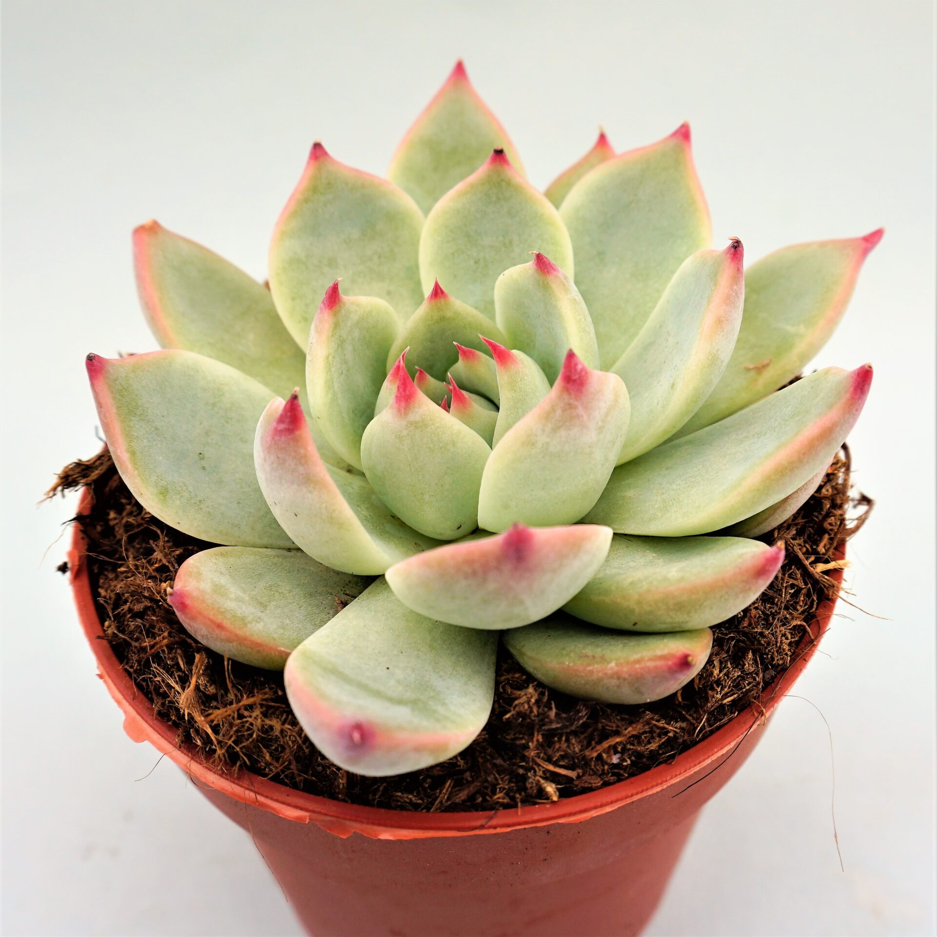 echeveria chihuahuaensis ruby blush