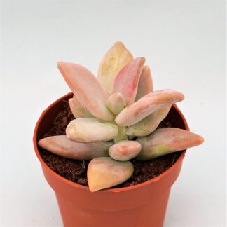 pachyphytum werdermannii