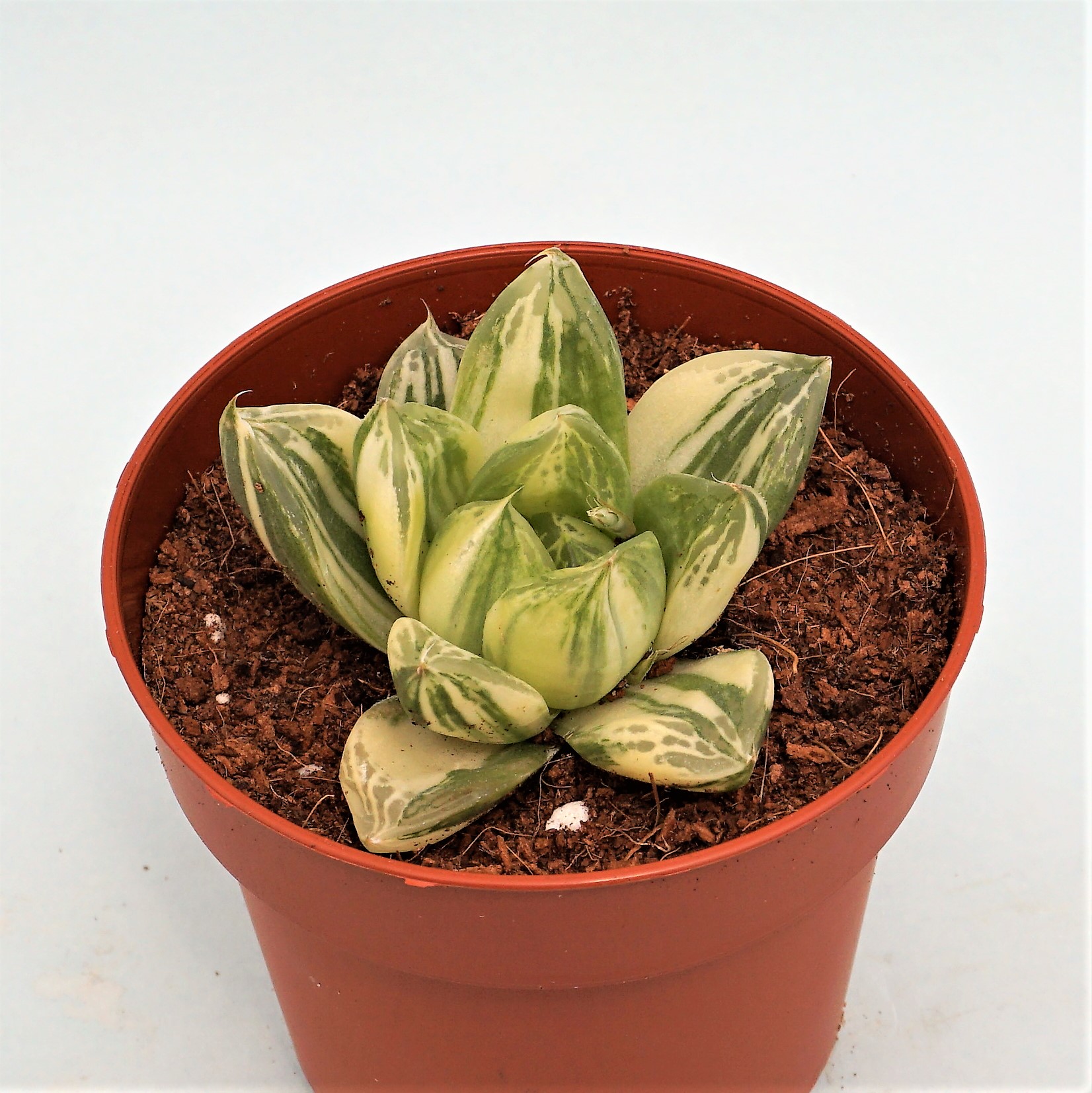 haworthia cymbiformis variegata