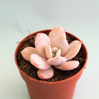 echeveria laui rosa