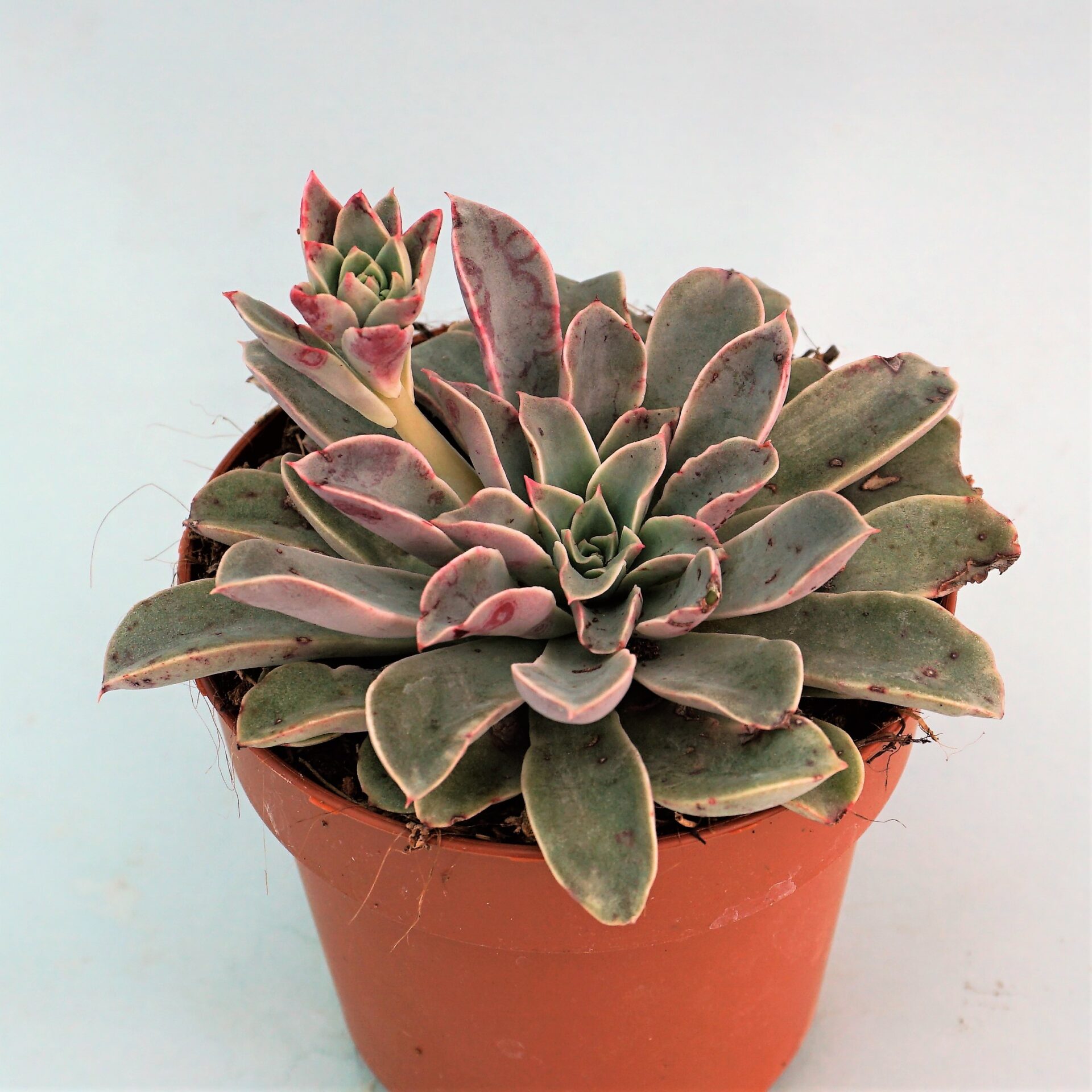 echeveria fantastic fountain