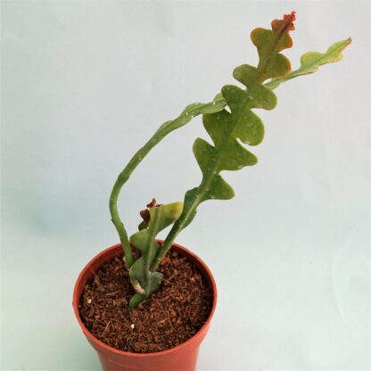 epiphyllum anguliger