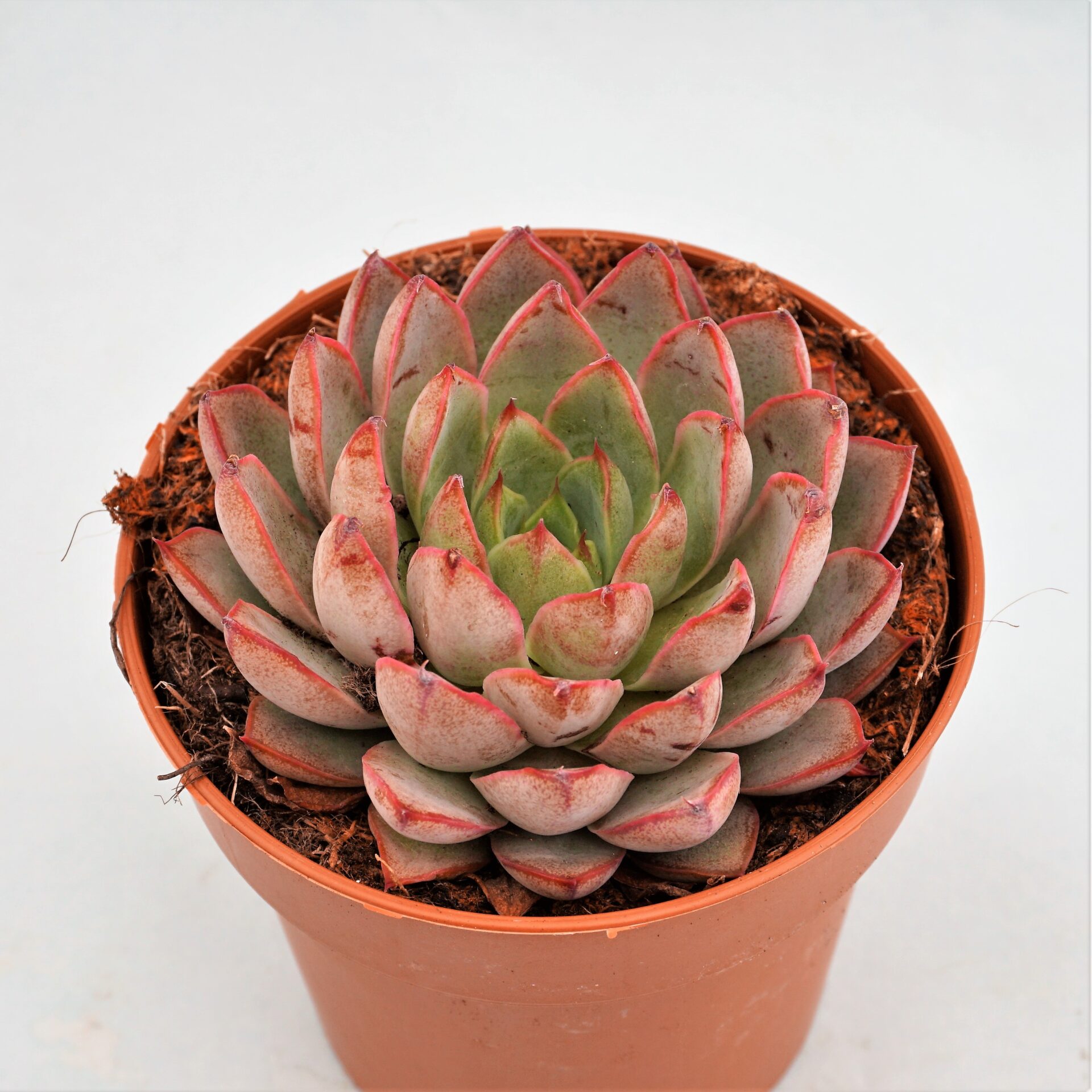 echeveria endorphin