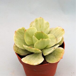 echeveria mocha variegata