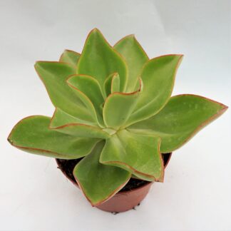 echeveria subrigida