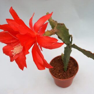 epiphyllum ackermannii