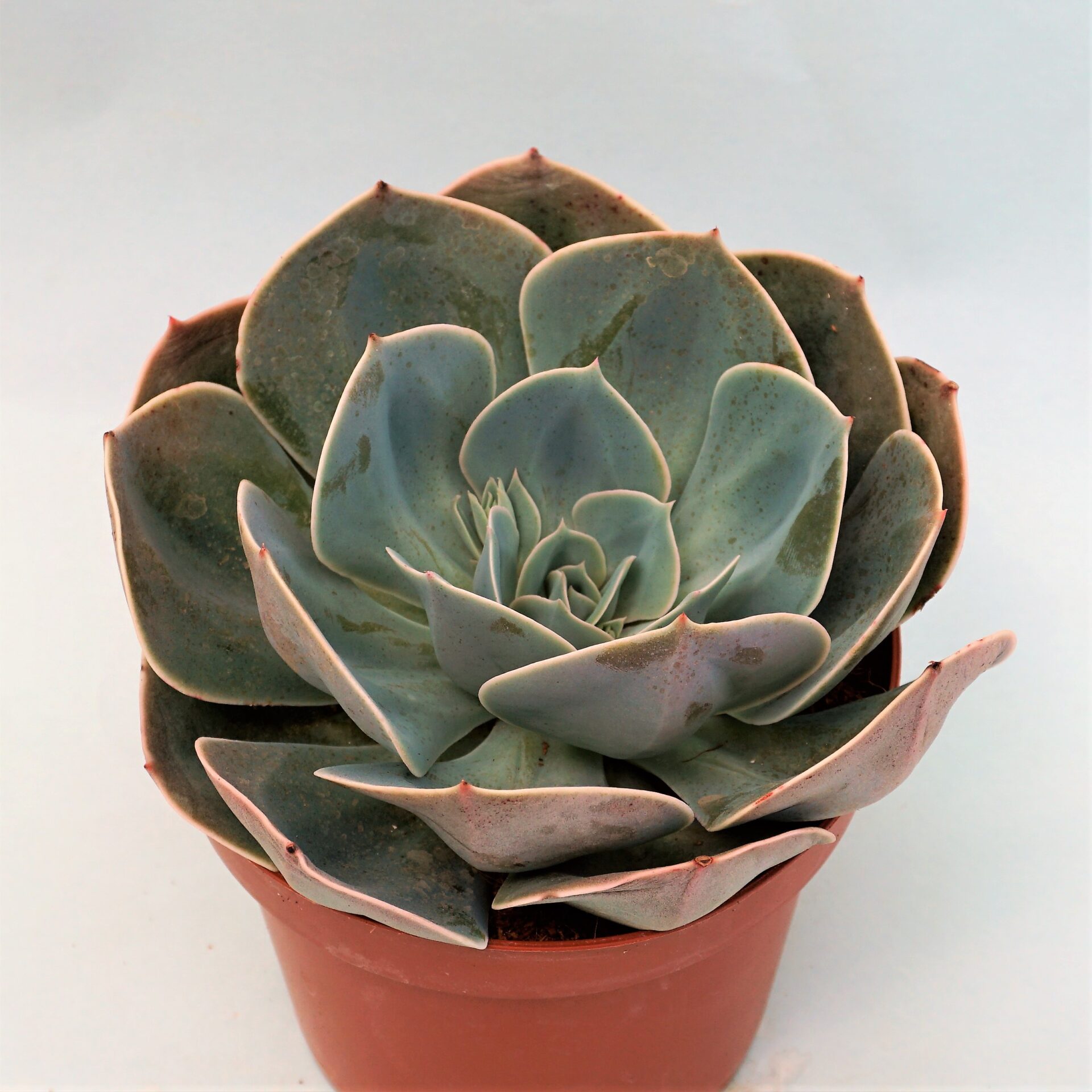 echeveria glauca secunda
