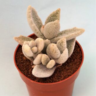 kalanchoe eriophylla