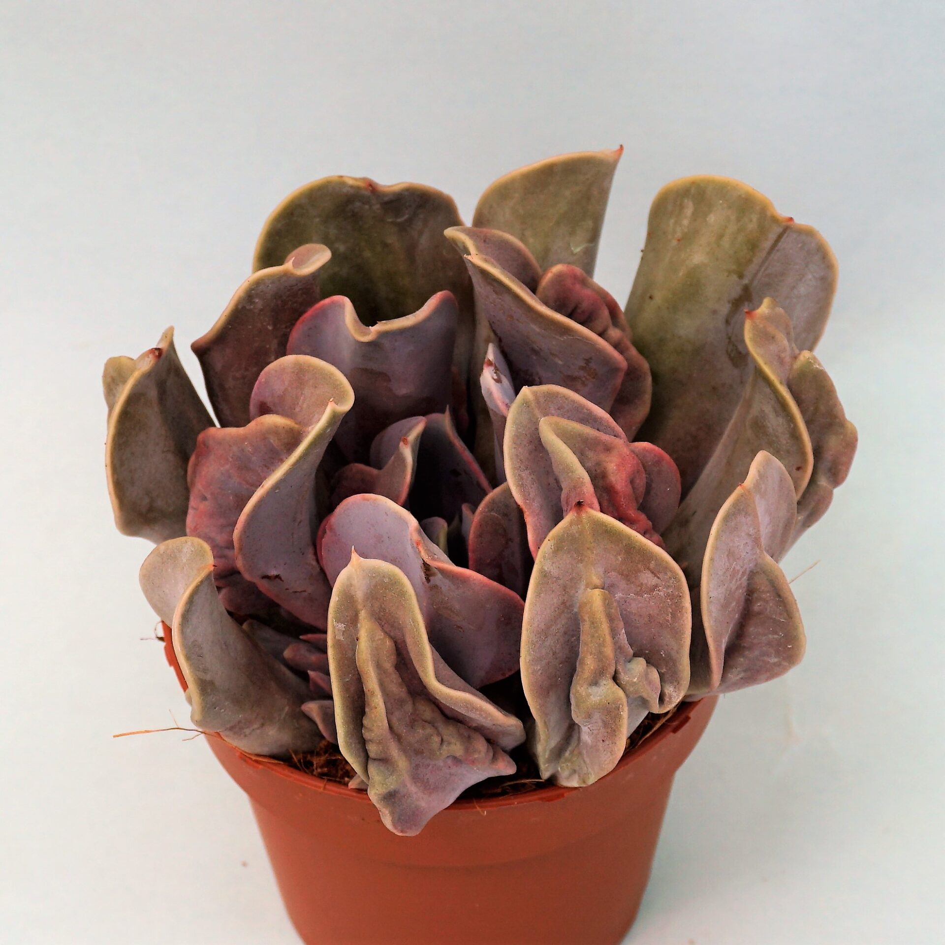 echeveria valkyrie trumpet