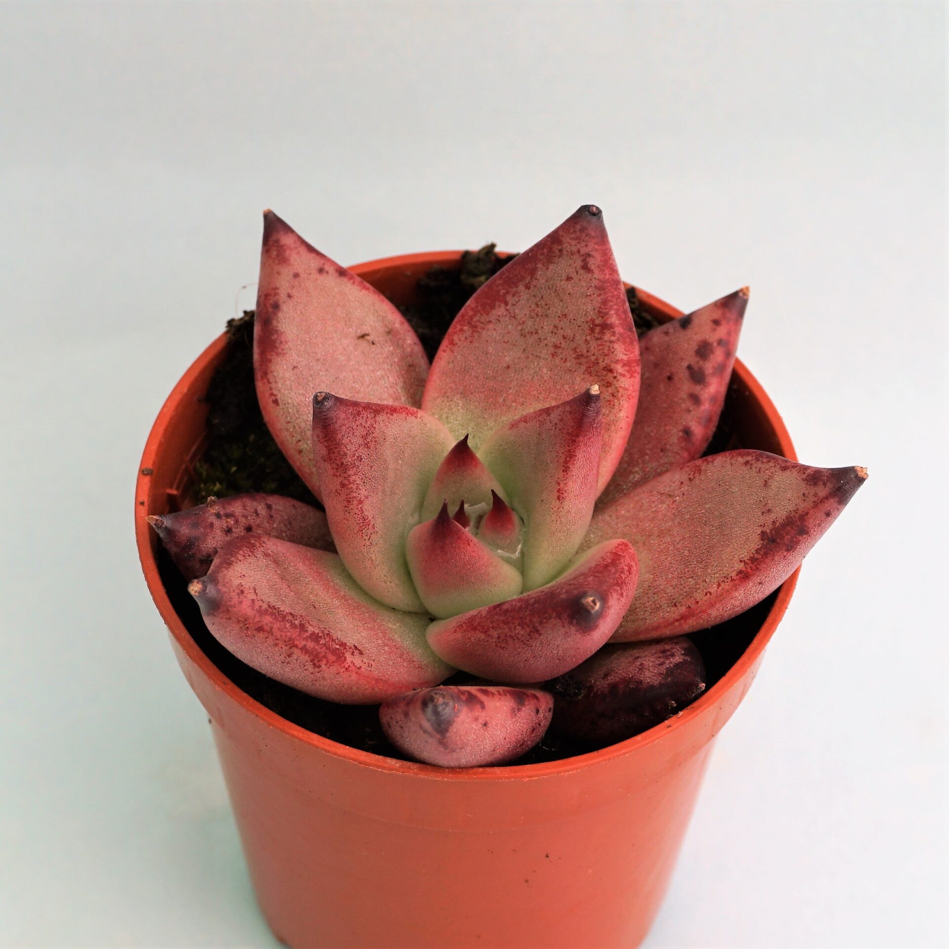 echeveria agavoides red ebony