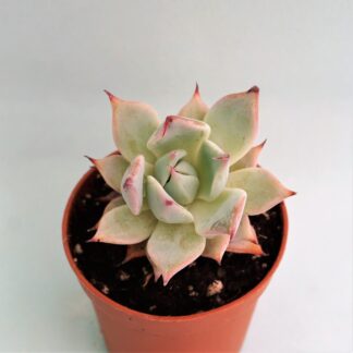 echeveria colorata lindsayana